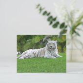 Witte Tijger Rustend in Stille Groene Weide Briefkaart (Staand voorkant)