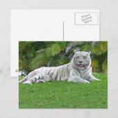 Witte Tijger Rustend in Stille Groene Weide Briefkaart (Voorkant / Achterkant)