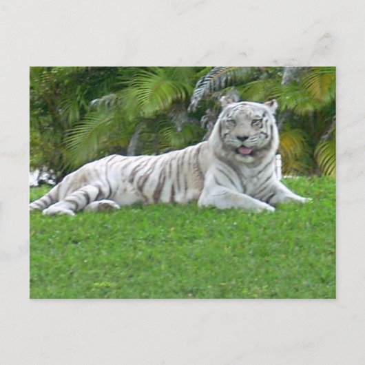 Witte Tijger Rustend in Stille Groene Weide Briefkaart (Voorkant)