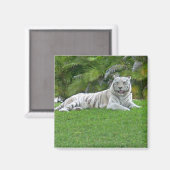 Witte Tijger Rustend in Zonovergoten Groen Gras Magneet (Voorkant / Achterkant)