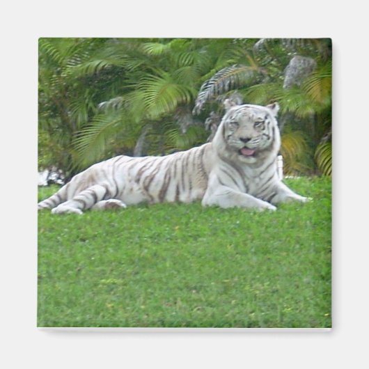 Witte Tijger Rustend in Zonovergoten Groen Gras Magneet (Voorkant)