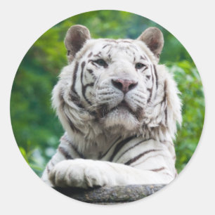 Witte tijger stickers