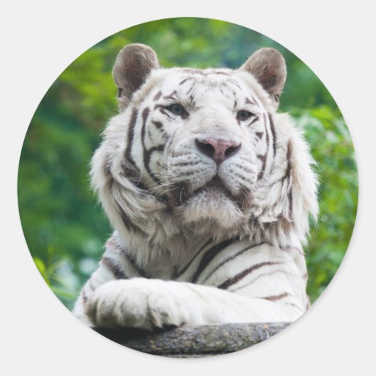 Witte tijger stickers (Voorkant)