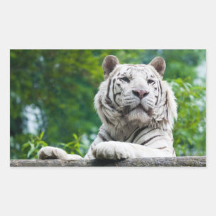Witte tijger stickers