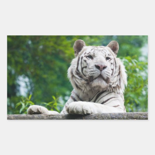Witte tijger stickers (Voorkant)