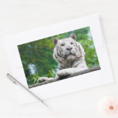 Witte tijger stickers (Envelop)
