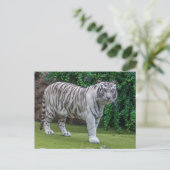 Witte tijger up close uitzicht briefkaart (Staand voorkant)