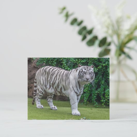 Witte tijger up close uitzicht briefkaart (Staand voorkant)