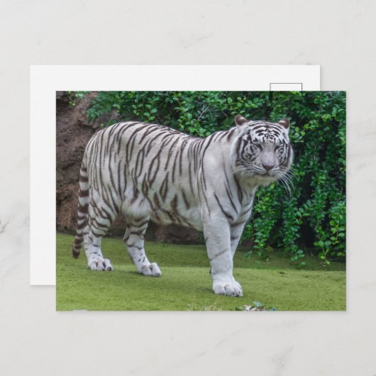 Witte tijger up close uitzicht briefkaart (Voorkant / Achterkant)