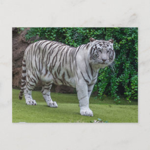 Witte tijger up close uitzicht briefkaart