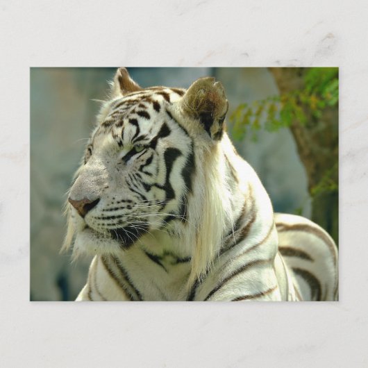 Witte tijger van dichtbij briefkaart (Voorkant)