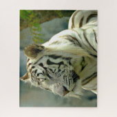 Witte tijger van dichtbij legpuzzel (Verticaal)