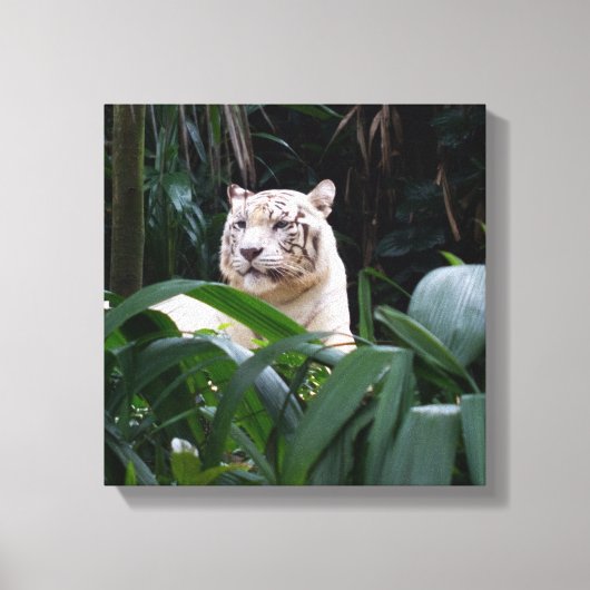 Witte tijger verpakt canvas afdruk (Voorkant)