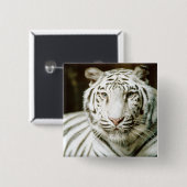 Witte tijger vierkante button 5,1 cm (Voorkant /achterkant)