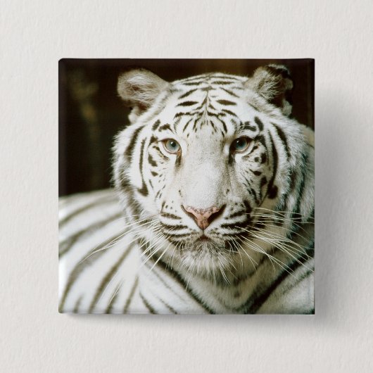 Witte tijger vierkante button 5,1 cm (Voorkant)