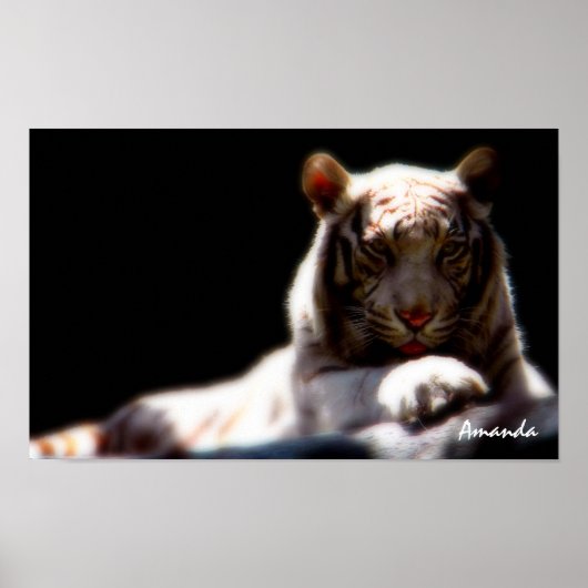 Witte Tijger Wildlife Kunst Poster (Voorkant)