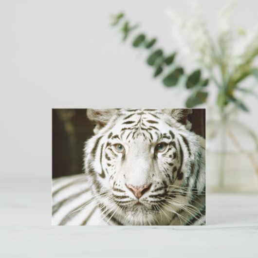 Witte tijgerBriefkaarten Briefkaart (Staand voorkant)