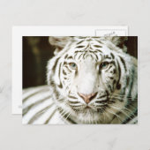 Witte tijgerBriefkaarten Briefkaart (Voorkant / Achterkant)