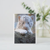 Witte tijgerkrab is schitterend goed briefkaart (Staand voorkant)