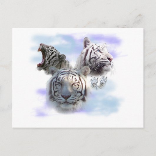 Witte tijgers briefkaart (Voorkant)