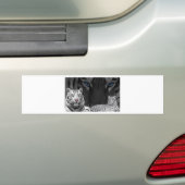 Witte tijgers bumpersticker (Op auto)