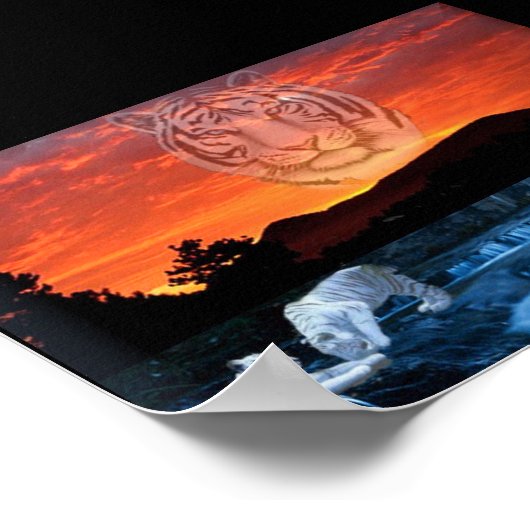 witte tijgers poster (Hoek)