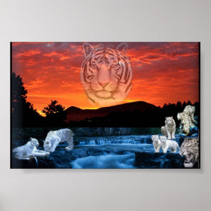 witte tijgers poster