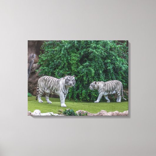 Witte tijgers uitzicht canvas print (Voorkant)