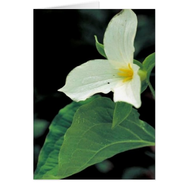 Witte trillium (Voorkant)