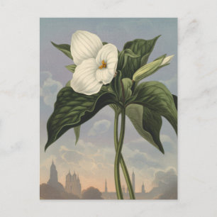 Witte Trillium Bloem in Temple of Flora Stijl Briefkaart