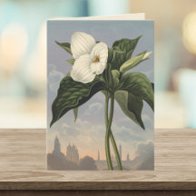 Witte Trillium Bloem Temple of Flora Stijl Blanco