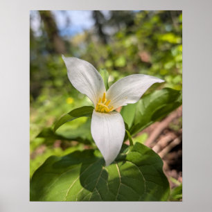 Witte Trillium Bosbloem Macro Poster