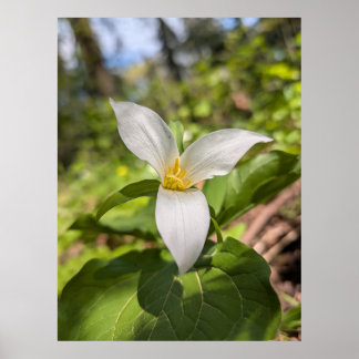 Witte Trillium Bosbloem Macro Poster
