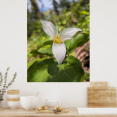 Witte Trillium Bosbloem Macro Poster (Keuken)