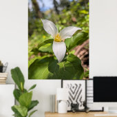 Witte Trillium Bosbloem Macro Poster (Thuiskantoor)