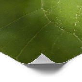 Witte Trillium Bosbloem Macro Poster (Hoek)