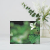 Witte trillium briefkaart (Staand voorkant)