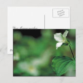 Witte trillium briefkaart (Voorkant / Achterkant)