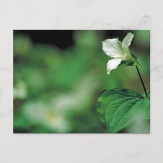Witte trillium briefkaart (Voorkant)
