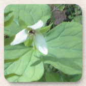 witte trillium met groenvoer drankjes onderzetter (Voorkant)