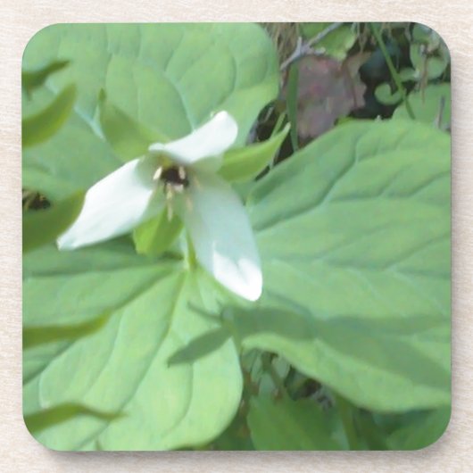 witte trillium met groenvoer drankjes onderzetter (Voorkant)