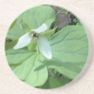 witte trillium met groenvoer zandsteen onderzetter
