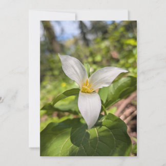 Witte Trillium-wildbloem in een bos met zonlicht Kaart