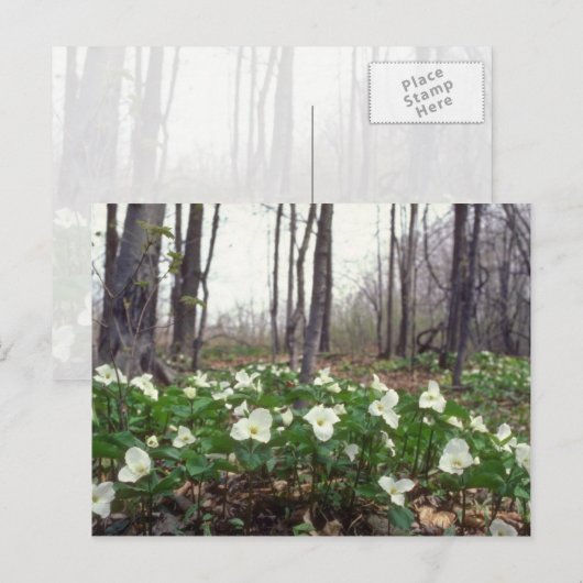 Witte Trilliumbloemen Briefkaart (Voorkant / Achterkant)