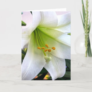 Witte trompet Lily Bedankkaart