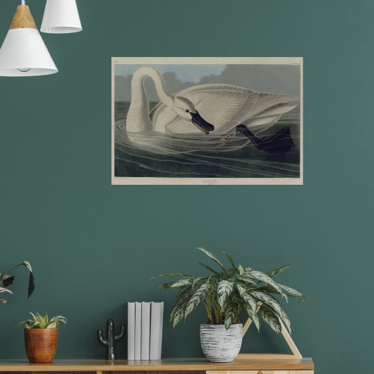 witte trompetzwaan poster (Woonkamer 1)
