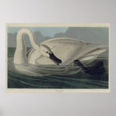 witte trompetzwaan poster (Voorkant)
