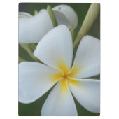 Witte tropische plummeringsbloem uit Fiji Klembord (Achterkant)