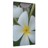 Witte tropische plummeringsbloem uit Fiji Klembord (Rechts)