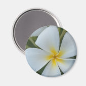 Witte tropische plummeringsbloem uit Fiji Magneet (Voorkant / Achterkant)